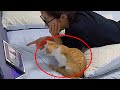 Funniest cat 2024 moments you wouldnt believe if not filmed