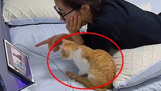 Funniest Cat 2024 Moments You Wouldn’t Believe if Not Filmed