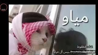 اغنية قطط حصرية/انتاج وتوزيع روتانا😹