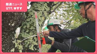 桜の名所を守れ　特定外来生物 クビアカツヤカミキリ対策の薬剤散布に追われる　山梨県富士川町・大法師公園