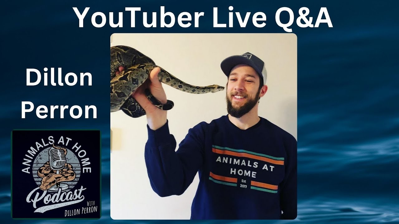 Dillon Perron from Animals at Home LIVE Q&A - YouTube