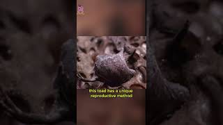 Celebrity DON'T LOOK AT IT IF YOU HAVE TRYPOPHOBIA!!️! #animal #phobia #shortvideo #shorts #fypyoutube  #fyp Profile