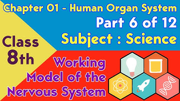 Science Class 8th Chapter 01 Human Organ System - Part 6 of 12 - Topic Working Model Nervous System
