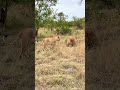 Rituals of mating lions #plainscampmale #nkuhumafemale #sabisands #lions #wildlife #kruger #shorts