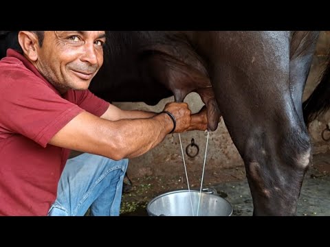 3 सेकंड मे दूध निकल जाए तो झोटी ले जाना वरना घर खड़ी रहने देना मेरी झोटी को, टाॅप की चवाई है झोटी की