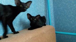 Black oriental panther! by CatteryJubatus 14,993 views 6 years ago 44 seconds