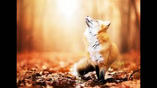 Free fox sounds, free sound effects  2