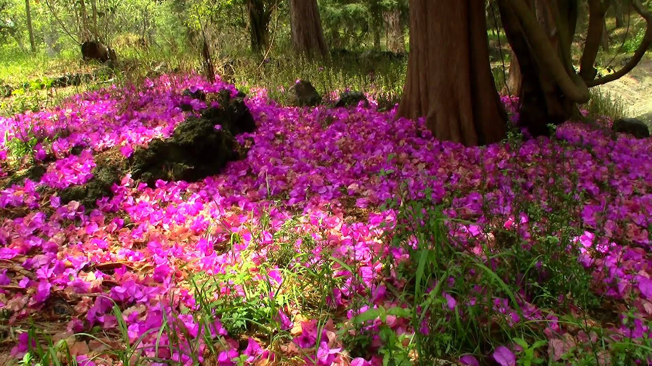 Un Paseo Por El Bosque. A Walk By The Forest. (Pedregal de Tlalpan)