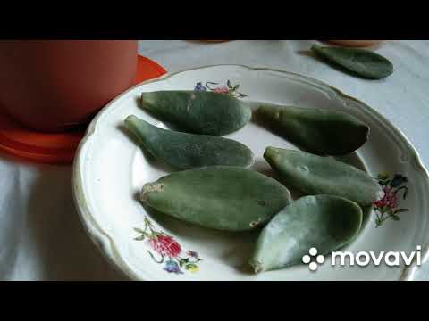 Video: Aloe gullaydimi: tavsifi, gullash xususiyatlari, parvarishi, fotosurati