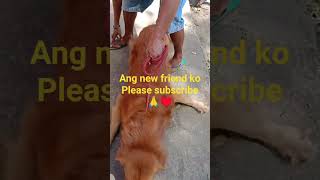 Download Lagu #amazing#dog#dailyvlog #buhayprobinsya #021626 MP3