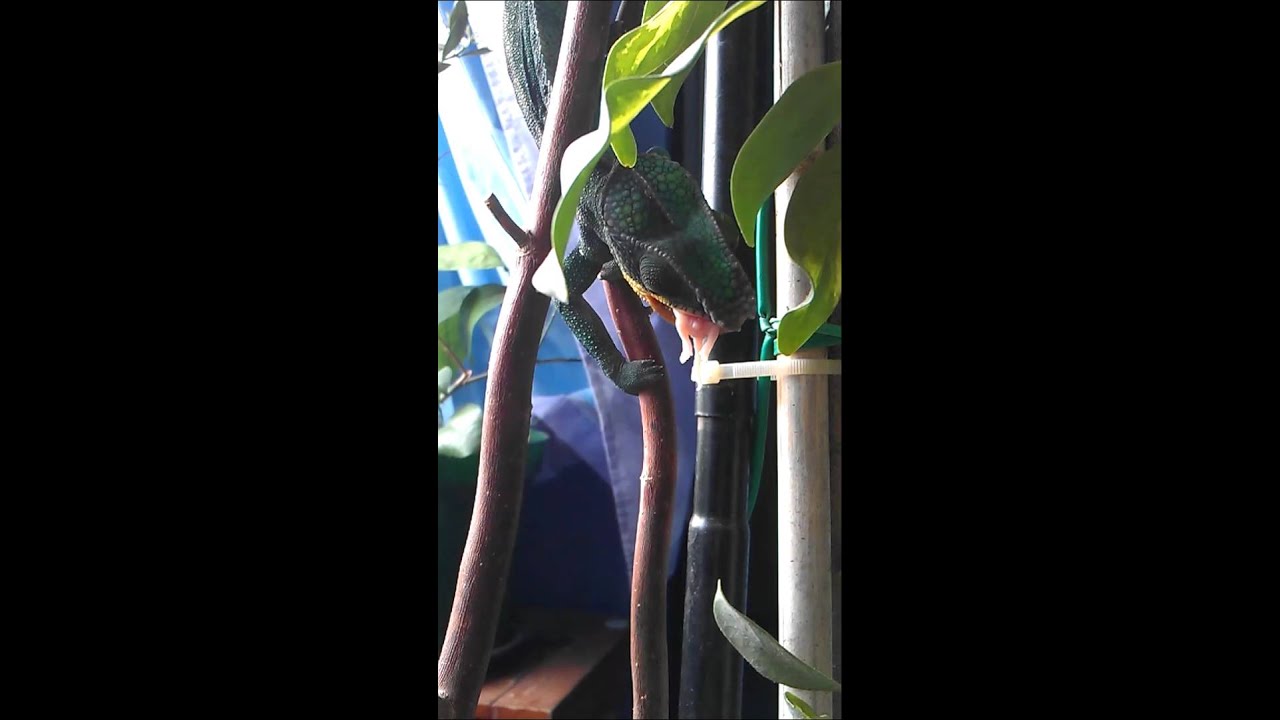 Panther chameleon eats baby mouse