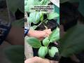 Sayangi tanamanmu dengan rutin menggemburkan media tanamnya #berkebun #gardening #gardeningtips