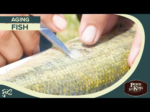 Video: How To Find Out The Age Of A Fish