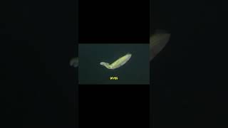 Discover the Mysteries of Squid and Marine Li.