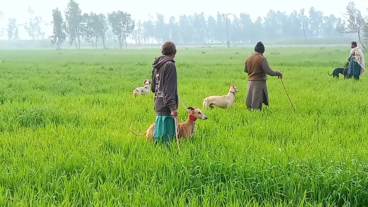how to hunt rabbit with hunting Dog in pakistan .