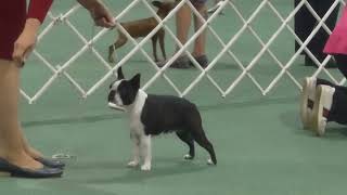 2024 Canine Museum PM Show  Non Sporting Dogs