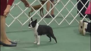 2024 Canine Museum PM Show - Non Sporting Dogs