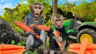 Two little monkeys harvest lots of carrots on the farm
