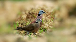 Red Collared Dove Birds  Are Couple| Always together
