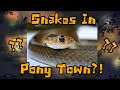 How To Make A Snake In Pony Town