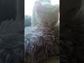 Урчащее сокровище