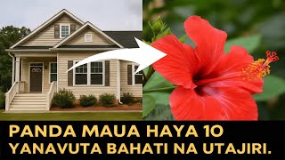 Download Lagu Panda maua haya 10 nyumbani kwako yanaleta bahati na utajiri. MP3