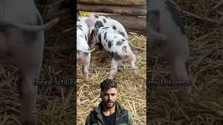 Fakta Hewan Babi Hewan Rakus Dan Suka Dengan Kotoran