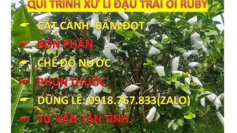 Quy trình xử lí ra hoa, đậu trái ổi ruby.