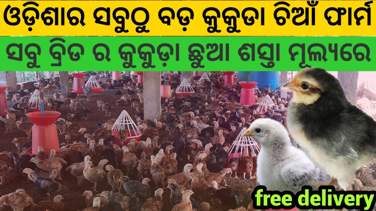 ଓଡ଼ିଶାର ସବୁଠୁ ବଡ଼ ହେଚେରୀ🐣🐣ସବୁ ବ୍ରୀଡ ର କୁକୁଡା ଛୁଆ ଶସ୍ତା ରେ || Poultry farming || Chiks farm