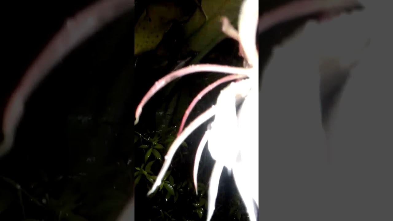 Kembang Wijaya kusuma 