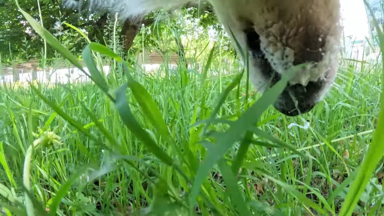 Dog Walk • Dog POV