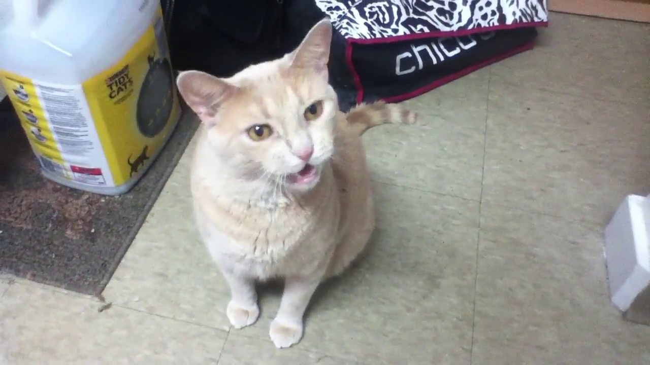 video phone beyonce mp3 Cat Complains to Owner