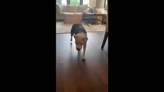 Meet Moksha A Terrier Pit Bull Currently Available For Adoption 5192020 83044 Pm