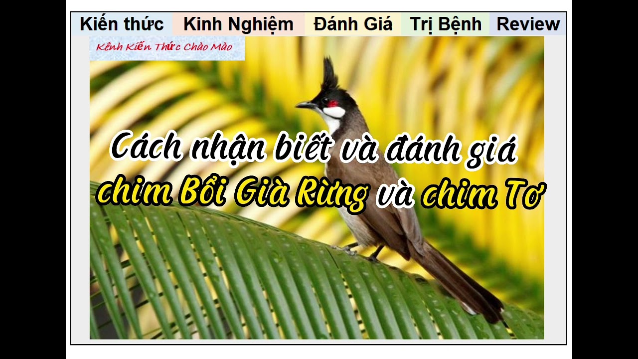 Hướng dẫn nhận biết chim Già rừng, giải đáp về chim già rừng và chim tơ