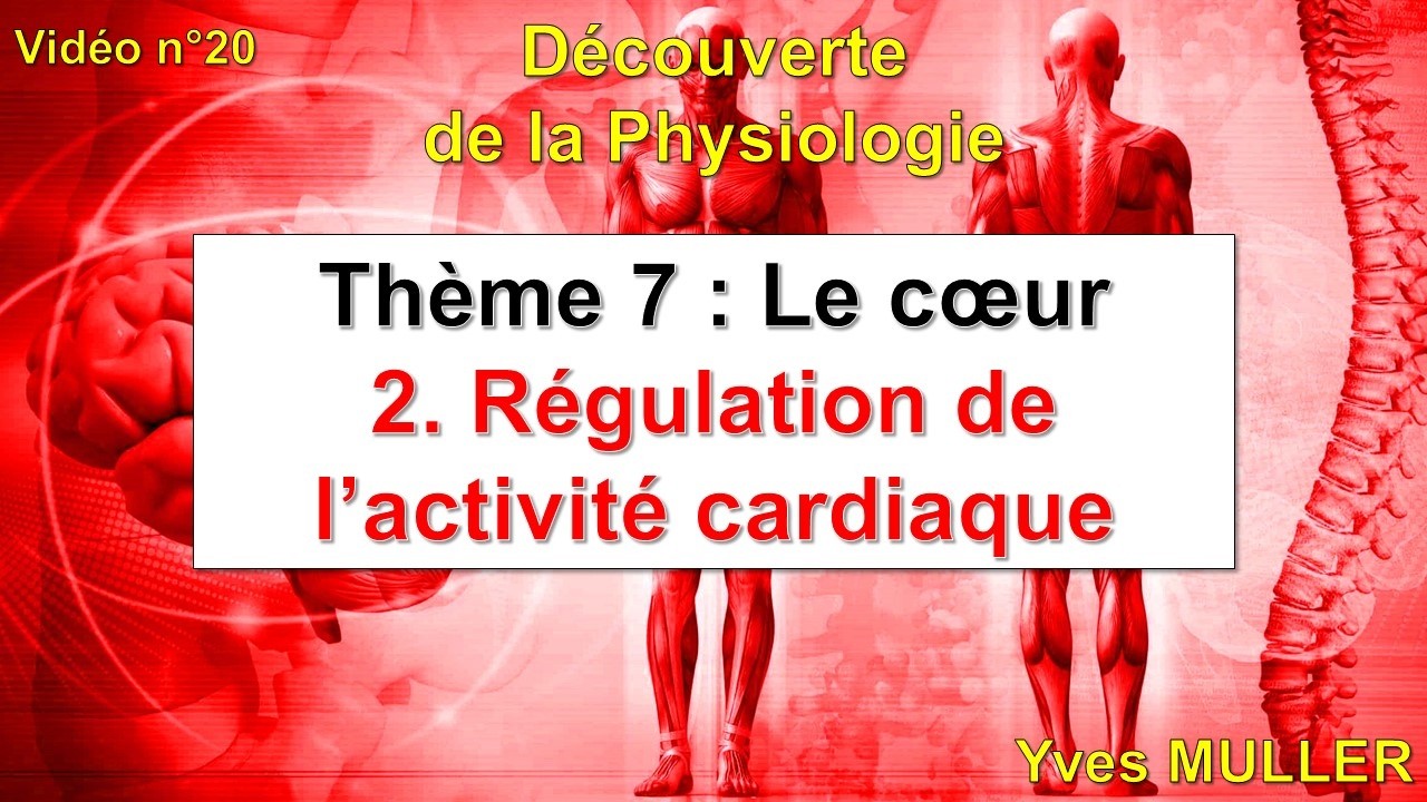Vidéo 20 - Régulation de l'activité cardiaque