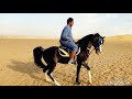 رقص خيل عربي اصيل في السمان مع الونش ياسر ابو باشا mp3