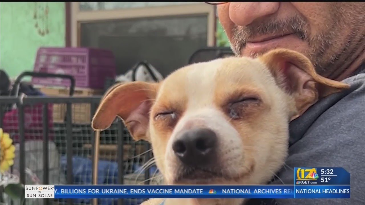 Lifeless dog, suffering from smoke inhalation, brought back with K9