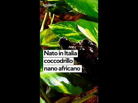 Nato in Italia un coccodrillo nano africano: è la specie più piccola al mondo