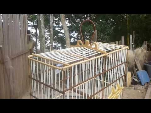 Gaiola prezeira para curió e coleiro.