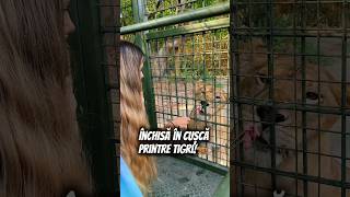Închisă în cușcă printre tigri #tigers #bali #sfaturi #calatorii #travel #ytviral #ytshorts #tips