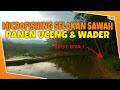 micro fishing di selokan kecil pinggir sawah ikan uceng dan wader melimpah