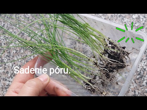 Video: Pestovanie póru: Ako pestovať pór v záhrade