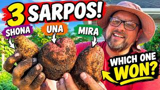 I Grew 3 Sarpo Potato Varieties... Which One Won?