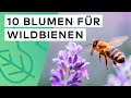 10 blumen fr wildbienen   diese pflanzen gehren in jeden garten 