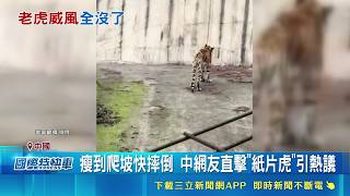 疑遭虐? 中動物園驚現'紙片虎'路走不穩 園方強調'沒虐虎' 網友反應兩極盼轉園安置｜記者 柯雅涵｜國際焦點20260504｜三立新聞台