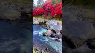 Autumn in Korankei Gorge, Aichi Japan #japan #nature #autumninjapan #fall #autumninasia #autumn