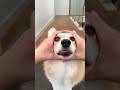 cute corgi action #puppy #funny #cutedog
