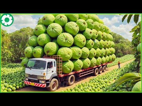 155 Most Satisfying Agriculture Technology ► Harvest and Processing Taiwan Guava | Heavy Machinery
