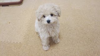 Daddy trained a 3 month old puppy for a month and she looks like a different dog [Toy Poodle]