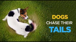 Dog Chasing Tail Fast and Funny in Circles